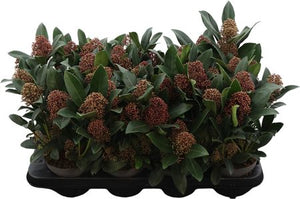 Skimmia japonica 'Rubella' – 13cm Pot