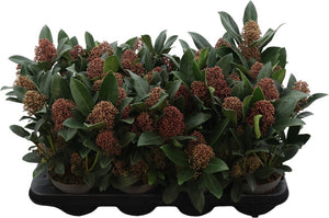 Skimmia japonica 'Rubella' – 13cm Pot