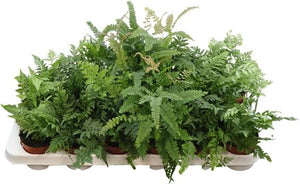 Mixed Green Fern – 8.5cm Pot, 20cm High