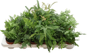 Mixed Green Fern – 8.5cm Pot, 20cm High