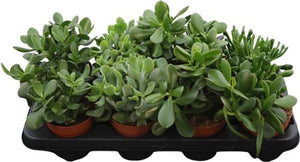 Mixed Crassula Succulent – 12cm Pot