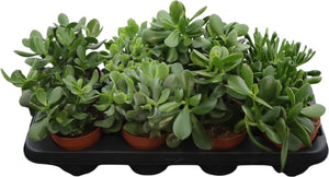 Mixed Crassula Succulent – 12cm Pot