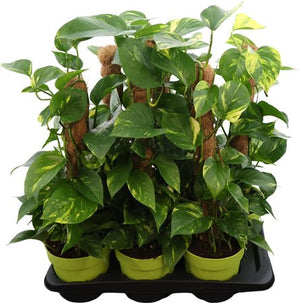 Epipremnum Moss Pole Plant – 17cm Pot, 60cm High