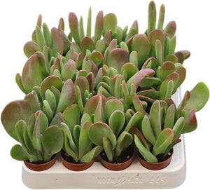 Kalanchoe Houseplant – 5.5cm Pot