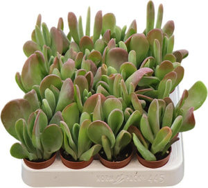 Kalanchoe Houseplant – 5.5cm Pot