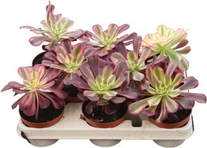 Aeonium ‘Tricolor’ – 10.5cm Pot