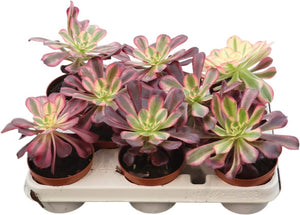 Aeonium ‘Tricolor’ – 10.5cm Pot