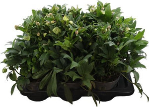 Hellebore ‘Winterbells’ – 17cm Pot, 45cm High