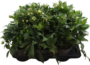 Hellebore ‘Winterbells’ – 17cm Pot, 45cm High