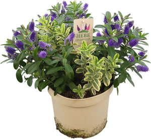 Hebe ‘Queen Hebe Duo Blue’ – 23cm Pot