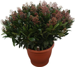 Skimmia japonica 'Rubella' – 35cm Pot, 70cm High