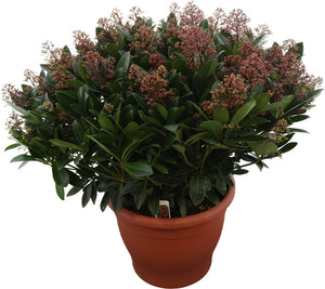 Skimmia japonica 'Rubella' – 35cm Pot, 70cm High