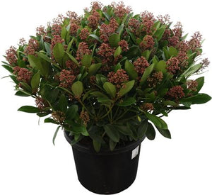 Skimmia japonica 'Rubella' – 32cm Pot, 70cm Height