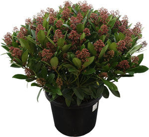 Skimmia japonica 'Rubella' – 32cm Pot, 70cm Height