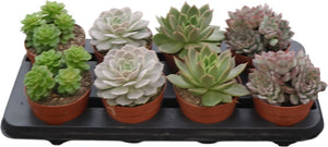 Echeveria Succulent – 12cm Pot