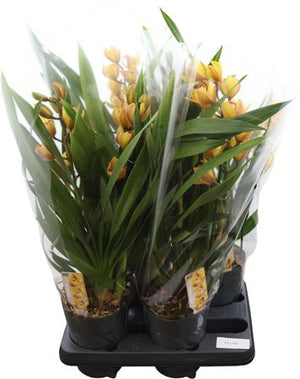 Orange Cymbidium Orchid – 14cm Pot, 70cm High