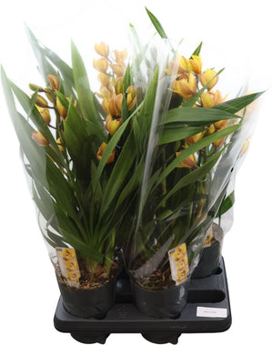 Orange Cymbidium Orchid – 14cm Pot, 70cm High