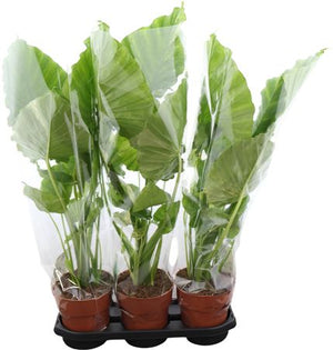 Alocasia Odora Green – 19cm Pot, Approx. 100cm