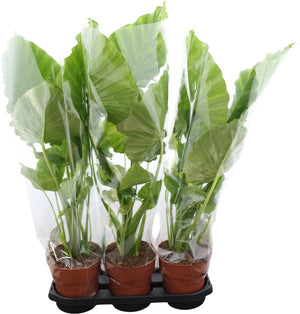 Alocasia Odora Green – 19cm Pot, Approx. 100cm