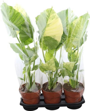 Variegated Elephant Ear (Alocasia odora) – 19cm Pot