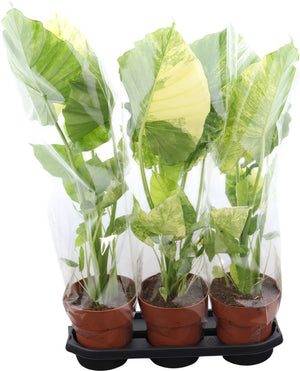 Variegated Elephant Ear (Alocasia odora) – 19cm Pot