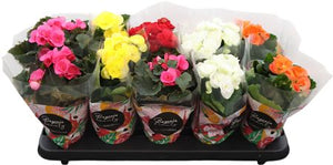 Mixed Double-Flowered Begonia (Begonia Elatior Group) – 9cm Pot
