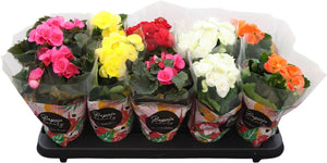 Mixed Double-Flowered Begonia (Begonia Elatior Group) – 9cm Pot