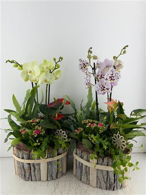 Mixed Colour Phalaenopsis Orchid Arrangement in Oval Wooden Pot