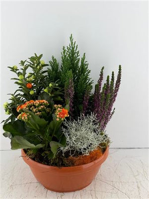 Mixed Colour Potted Plant Arrangement – 5 Plants