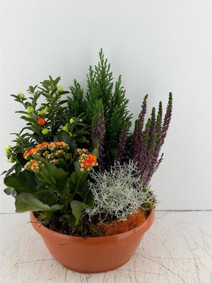 Mixed Colour Potted Plant Arrangement – 5 Plants