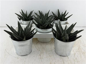 Mixed Colour Arrangement – 6 Stems