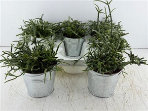 Mixed Colour Arrangement in Zinc Bucket