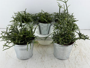 Mixed Colour Arrangement in Zinc Bucket
