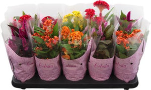 Mixed Celosia argentea – 12cm Pot, 25cm High