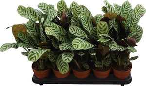 Ctenanthe burle-marxii Prayer Plant – 12cm Pot