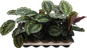 Calathea Medallion – 12cm Pot, Approx. 55cm