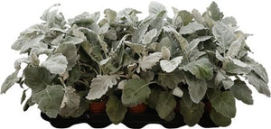 Silver Ragwort (Jacobaea maritima) – 12cm Pot