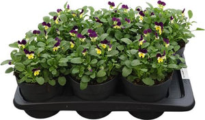 White Viola Cornuta – 17cm Pot