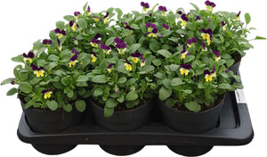 White Viola Cornuta – 17cm Pot