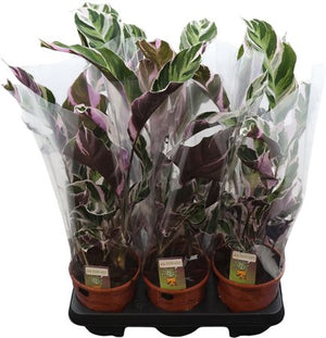 Calathea Fusion White – 14cm Pot, 50cm High