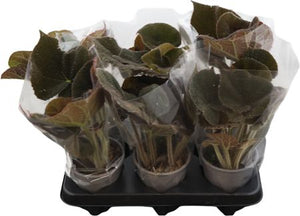 Begonia Masoniana – 13cm Pot, 32cm Height