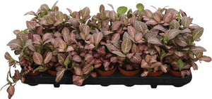 Pink Star Fittonia Nerve Plant – 8.5cm Pot
