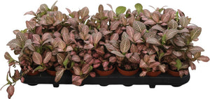 Pink Star Fittonia Nerve Plant – 8.5cm Pot