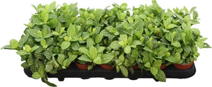 Fittonia ‘Mosaic Lemon’ – 8.5cm Pot
