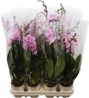 Pink Phalaenopsis Orchid – 9cm Pot, 2 Stems