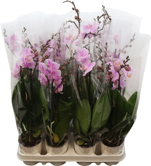 Pink Phalaenopsis Orchid – 9cm Pot, 2 Stems