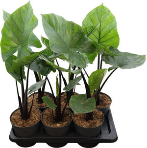 Alocasia Black Cobra – 17cm Pot, 62cm High