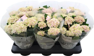 Pink Hydrangea macrophylla ‘Magic Revolution’ – 12cm Pot