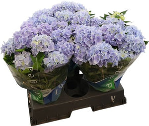 Blue Hydrangea macrophylla – 15cm Pot, 40cm High