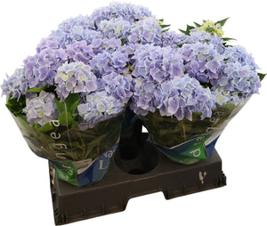 Blue Hydrangea macrophylla – 15cm Pot, 40cm High